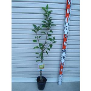 ◇送料無料◇ りんご 苗木 【 王林 （おうりん）】 1年生 接ぎ木