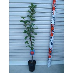 梨 苗木 なるみ 1年生接木苗 登録品種・品種登録 爆買 : 苗木部 花