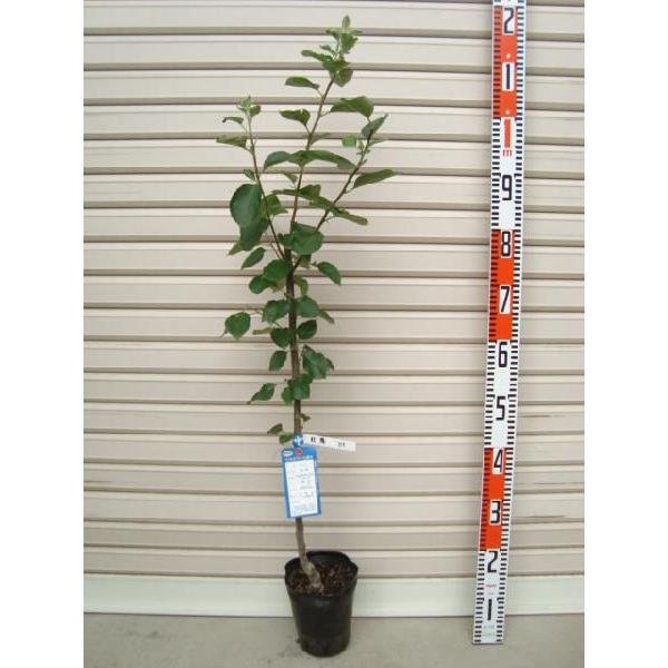 【秋陽】 Ｙ台 接木苗 矮性台木・リンゴ [果樹苗木・林檎・りんご]