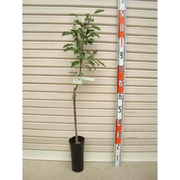 【もりのかがやき】 Ｙ台 接木苗 矮性台木・リンゴ [果樹苗木・林檎・りんご]