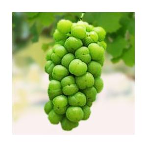 ぶどう 苗木 【天晴（あっぱれ） ［登録品種］】 1年生 ウイルスフリー