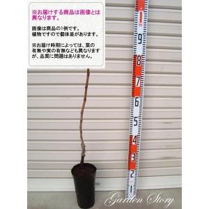 【ハニービーナス】 1年生ウイルスフリー接木苗 ...の商品画像