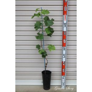 BKシードレス PVP種無し葡萄苗木 種なしブドウ苗木 BKシードレス（挿し木苗） : 植物・園芸専門店 花育