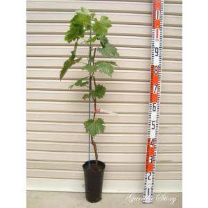 シャインマスカット　苗木　3つ 超特大シャインマスカット 3.5m超え 超特長苗木 果樹 規格販売