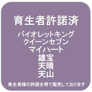 【雄宝】 1年生ウイルスフリー接木苗 ユウホウ...の詳細画像1