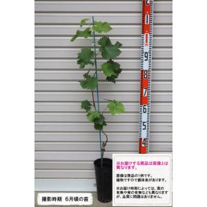 【バナナ(ぶどうの苗)】 ウイルスフリー接木苗 ...の商品画像