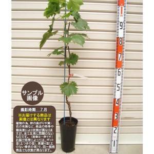 ウイルスフリー接木苗 ブドウ [果樹苗木・葡萄・ぶどう]