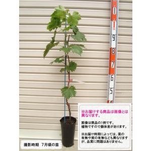 ぶどう 苗木 【天晴（あっぱれ） ［登録品種］】 1年生 ウイルスフリー