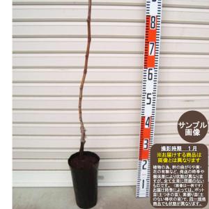 【天狼】 １年生ウイルスフリー接木苗 テンロウ ブドウ ※納期指定：発送予定２０２６年１２月中旬以降順次または通常発送※ [果樹苗木 葡萄 ぶどう]