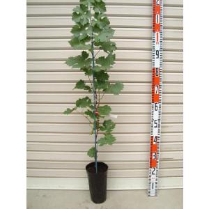 佐藤錦】 接木苗 サトウニシキ サクランボ ※納期指定:発送予定2024