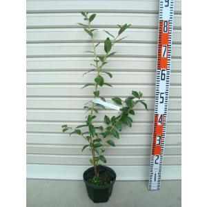 チャンドラー】 接木苗 ノーザンハイブッシュ系・ブルーベリー [果樹