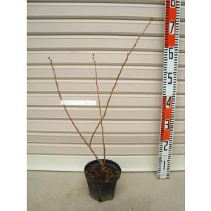 チャンドラー】 接木苗 ノーザンハイブッシュ系・ブルーベリー [果樹