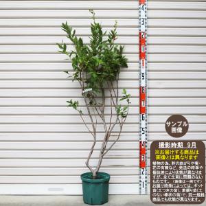 はっさく 苗木 【紅八朔 （べにはっさく）】 3年生 接ぎ木 約1.0m 大苗