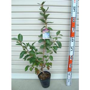 スパルタン】 接木苗 ノーザンハイブッシュ系・ブルーベリー [果樹苗木