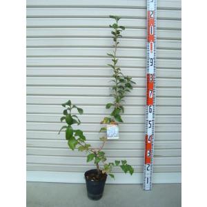 チャンドラー】 接木苗 ノーザンハイブッシュ系・ブルーベリー [果樹