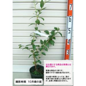 【エリザベス】 接木苗 ノーザンハイブッシュ系・ブルーベリー [果樹苗木]