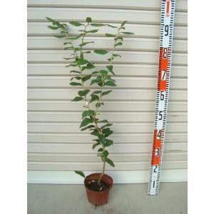 ブラデン】 接木苗 サザンハイブッシュ系・ブルーベリー [果樹苗木