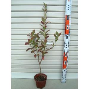 チャンドラー】 接木苗 ノーザンハイブッシュ系・ブルーベリー [果樹