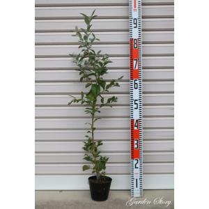 大株 チョコレートの木（カカオ）樹高40センチ程度 ：熱帯果樹苗