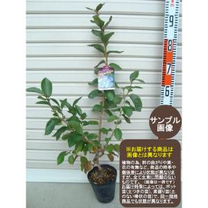 ブライトウェル】 苗 ラビットアイ系 ブルーベリー [ぶるーべりー