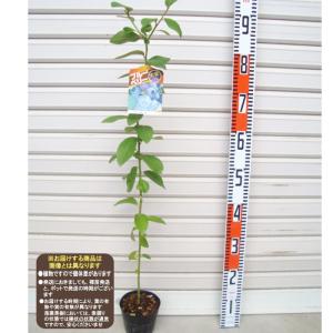 シナモン（ニッキ） セイロンニッケイ 8号鉢：熱帯果樹苗 ＊樹高100