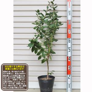 スパルタン】 接木苗 ノーザンハイブッシュ系・ブルーベリー [果樹苗木