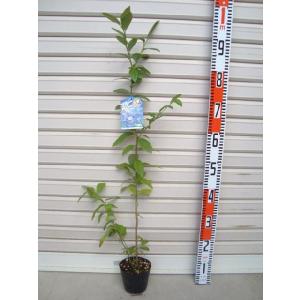 【ブルーレイ】 苗 ノーザンハイブッシュ系・ブルーベリー [果樹苗・リ]