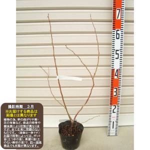 【チャンドラー】 挿木苗 ノーザンハイブッシュ...の詳細画像1
