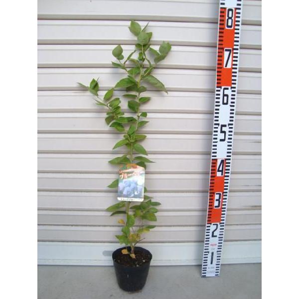 【シャープブルー】 苗 サザンハイブッシュ系・ブルーベリー [果樹苗木]