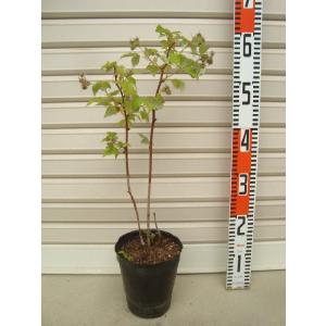 黒真珠レンブ苗 取木苗 : りゅうか商事 - 通販 - Yahoo!ショッピング