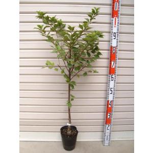 日本花キ流通 カカオの木 6号鉢 カカオ 鉢 チョコレート 苗 苗木 果樹