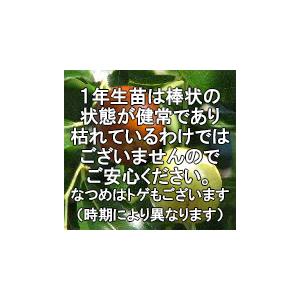 ナツメ】 1年生苗 ナツメ ※通常発送※ [果樹苗木 棗 なつめ