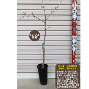 上野早生みかん】 6年生接木苗 大苗 温州ミカン ※納期指定:発送予定