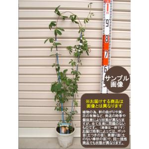 あけび 三つ葉アケビ 5号ポット苗 爆買いweek : 苗木部 花ひろば