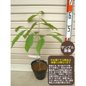 プロリフィック】 接木苗 ポポー [果樹苗木] : ガーデン ストーリー