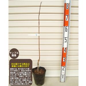 プロリフィック】 接木苗 ポポー [果樹苗木] : ガーデン ストーリー