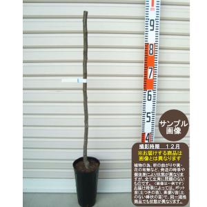 梨 苗木 甘太 1年生接木苗 登録品種・品種登録 爆買いweek : 苗木部 花