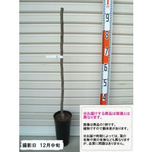 なるみ】 1年生接木苗 ナシ ※納期指定：発送予定2026年3月中旬