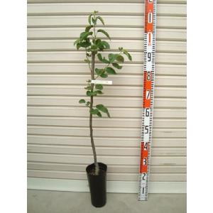 【新水】 接木苗 ナシ [果樹苗木・梨・なし]