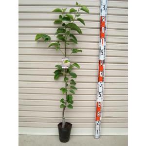 【長十郎】 接木苗 ナシ [果樹苗木・梨・なし]