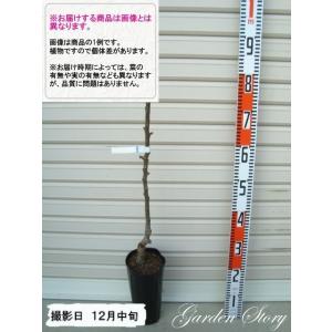 2026年2月】ルレクチェのおすすめ人気ランキング - Yahoo!ショッピング