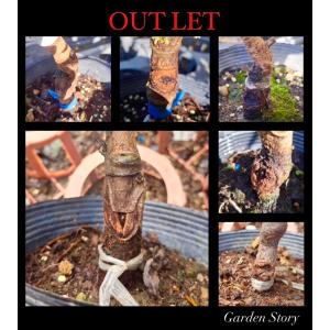 大房】 1年生接木苗 ※通常発送※ ビワ オオフサ [果樹苗木 枇杷 びわ