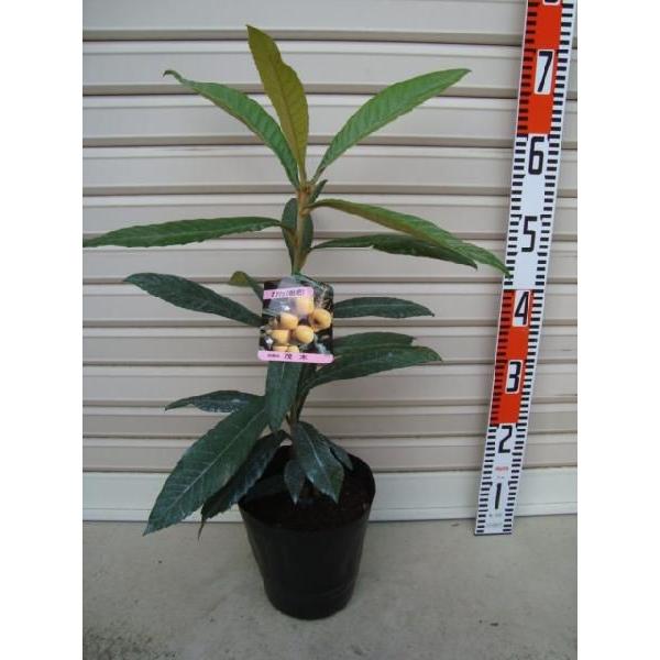 【茂木】 １年生接木苗 ※通常発送※ モギ　ビワ [果樹苗木　枇杷　びわ]