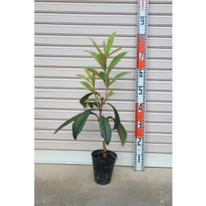 クイーン長崎 接木苗】 ビワ [果樹苗木 枇杷 びわ] : ガーデン