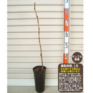 超特大シャインマスカット 約2m 超特大苗木 大苗 果樹 規格販売