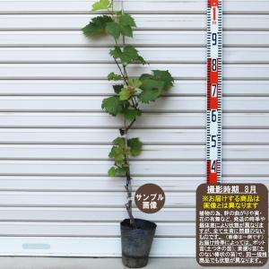 月山錦】 接木苗 サクランボ ※納期指定:発送予定2024年12月上旬