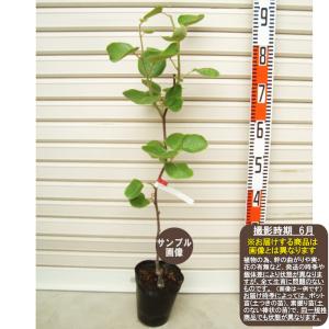 【ジャンボイエロー】 バウンティ台 黄色のキウイ [果樹苗木 きうい kiwi]