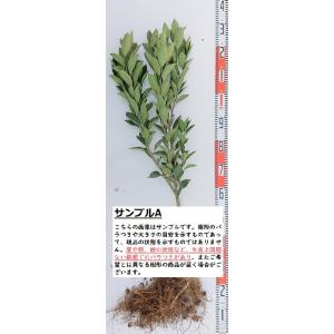 ゆら早生】 柑橘大苗 3年生接木苗 温州みかん ※納期指定:発送予定