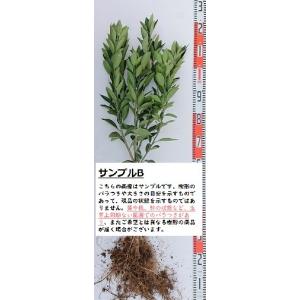 【小原紅早生】 素掘り苗 接木苗 2年生 温州...の詳細画像1