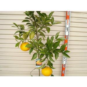 【甘夏】 3年生接木苗 大苗 アマナツ ※納期...の詳細画像1